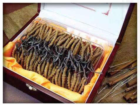 来宾冬虫夏草回收